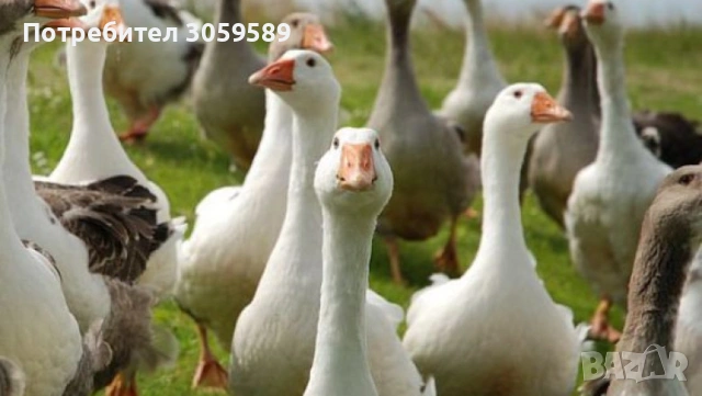 1 Гъсок и 2 гъски