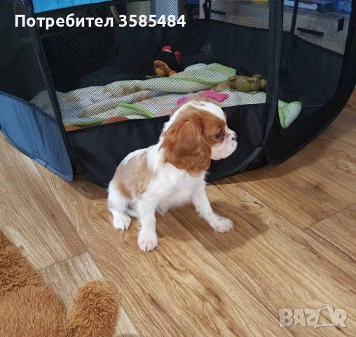 Кавалер Кинг Чарлз шпаньол момченце , снимка 5 - Кавалер кинг чарлз шпаньол - 53365017