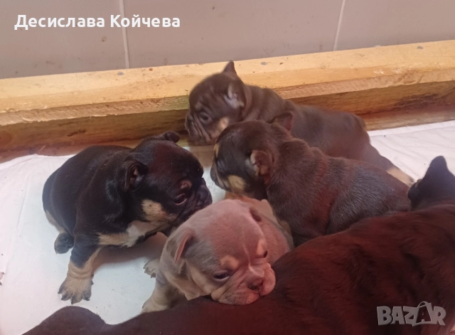 малки булдочета , снимка 4 - Френски булдог - 52907409