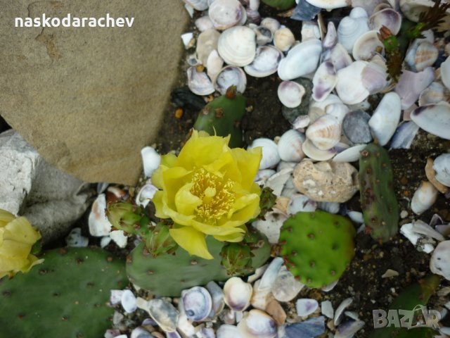 Студоустойчиви кактуси Опунция (Бодлива круша) подходящи за Вашата красива градина, снимка 7 - Градински цветя и растения - 29201767