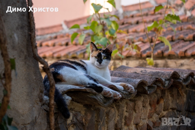 Професионален фотограф за събития и персонални снимки