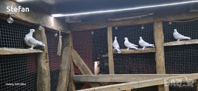 Гълъби, снимка 5 - Гълъби - 53197286