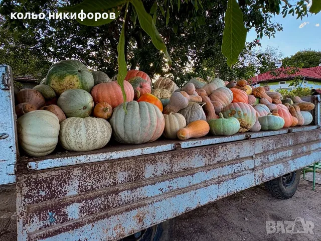 Различни видове тикви