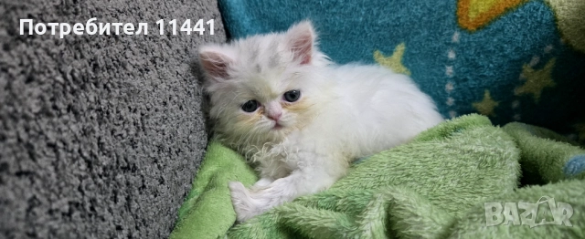 Персийско котенце, снимка 5 - Персийска - 52845721