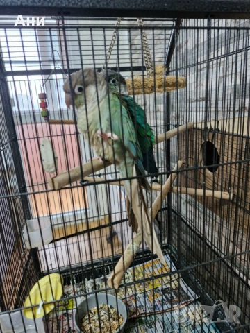 Две папагалчета пирури, снимка 3 - Папагали - 53240897