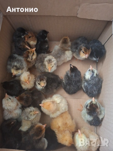 продавам малки пилета 