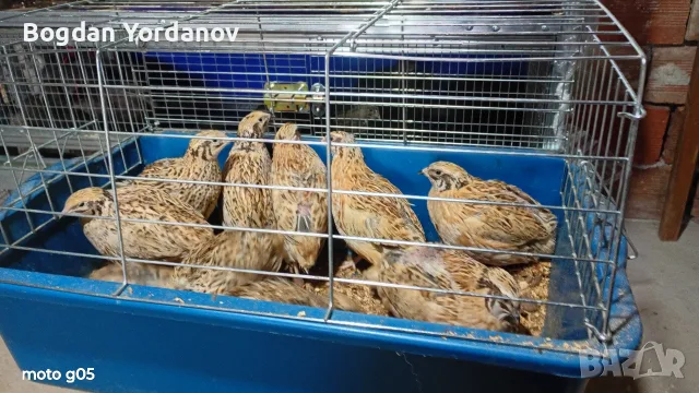 Предлагам пронесли пъдпъдъци от породата жълт Фараон 