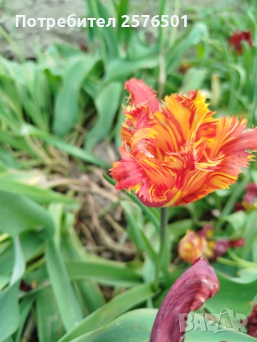 Продавам луковици от пролетни цветя - лалета, нарциси, зюмбюли....., снимка 4 - Градински цветя и растения - 52896351