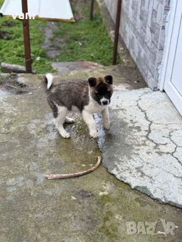 Америкаска акита женски, снимка 6 - Акита - 53165395