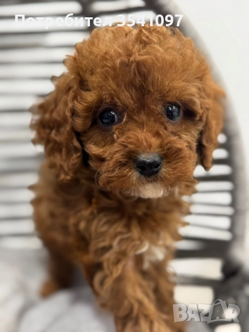 Той Пудел , снимка 4 - Пудели - 52907048