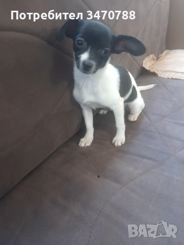 Чихуахуа , снимка 5 - Чихуахуа - 52774225