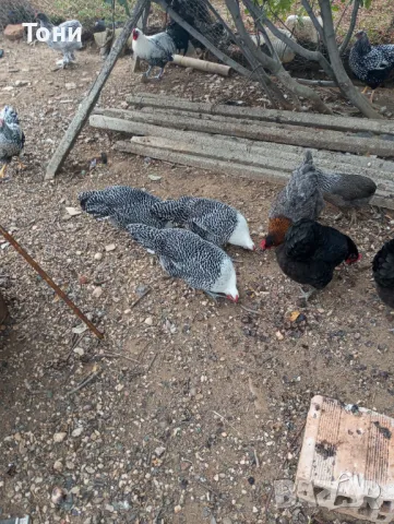 кокошки черна брама 3+1, снимка 5 - Кокошки и пуйки - 47560465