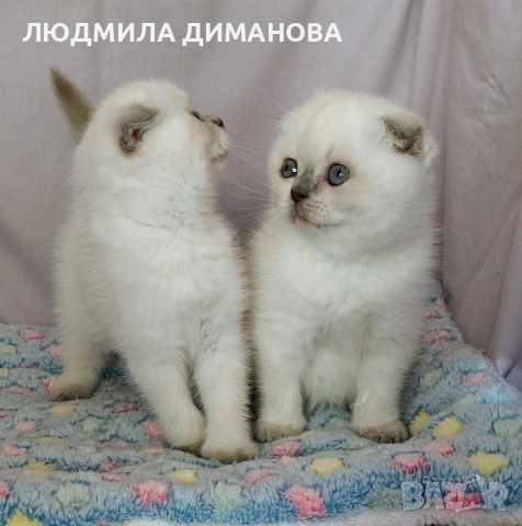 Шотландски със сини очи. Мъжки женски , снимка 6 - Британска късокосместа - 53042870