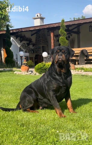 Ротвайлери , снимка 6 - Ротвайлер - 50765775