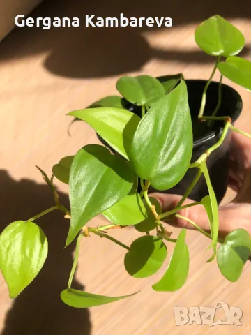 Philodendron hederaceum Lemon Lime 