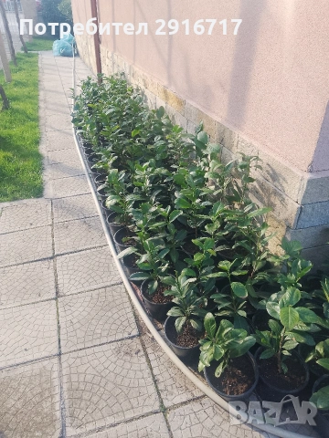 Лавровишна Новита , снимка 5 - Градински цветя и растения - 53881772