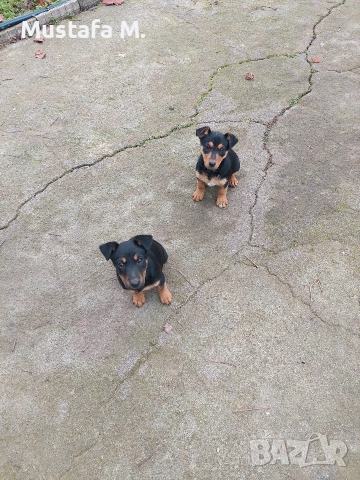 Ягдтериер .Jagdterrier 