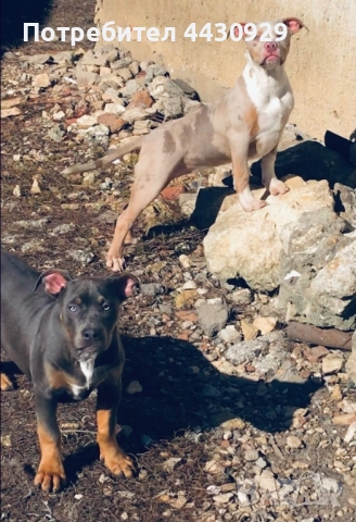 American Bully XL, снимка 2 - Други - 52497819