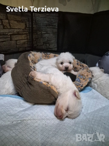 3 момченца и 1 момиче за разкош , снимка 4 - Болонка - 53343774