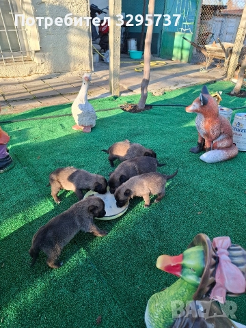 Продава Белгийска овчарка Малиноа , снимка 6 - Белгийска овчарка - 52921799