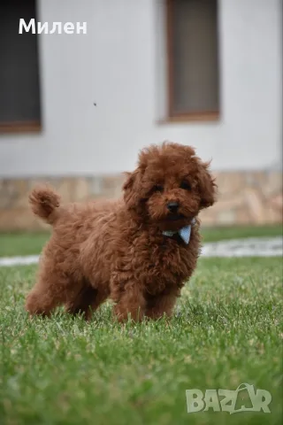 Той пудел Toy poodle, снимка 8 - Пудели - 55006000