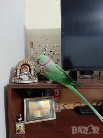 Папагал голям Александър, снимка 3 - Папагали - 52989805