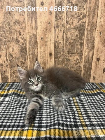 Мейн куун женско, снимка 3 - Мейн кун - 53030280