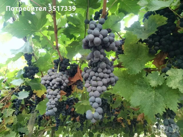 продавам грозде, снимка 2 - Домашни продукти - 56160289