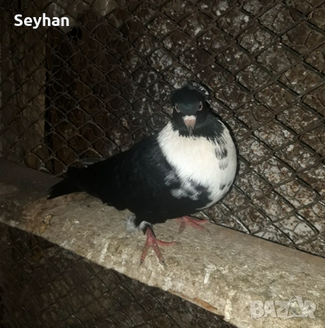 Чирпански гълъби 