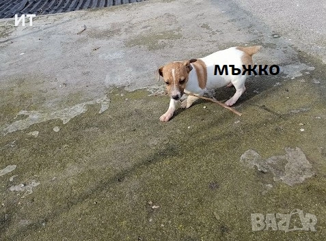 Джак Ръсели на 3месеца, снимка 4 - Джак ръсел териер - 53173868