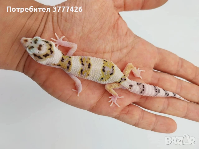 Леопардови Гекони, снимка 2 - Гекон - 41426835