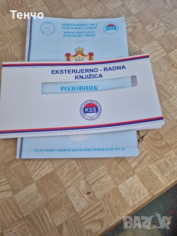 Мъжки ягдтериер, снимка 5 - Ягдтериер - 53781200