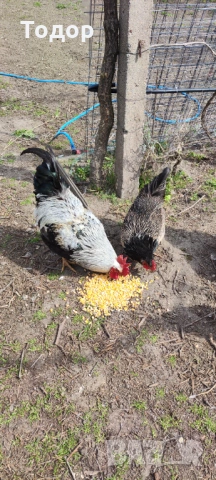 Продавам си кокошките, снимка 5 - Кокошки и пуйки - 54182536