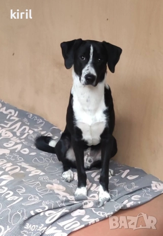 Хотел за кучета - Игри на воля , снимка 11 - Други услуги - 52645885