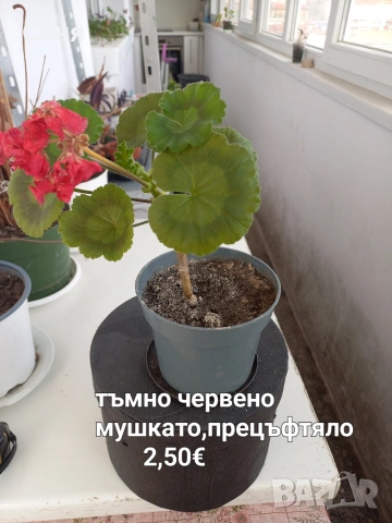 Мушкато , снимка 16 - Градински цветя и растения - 53679174