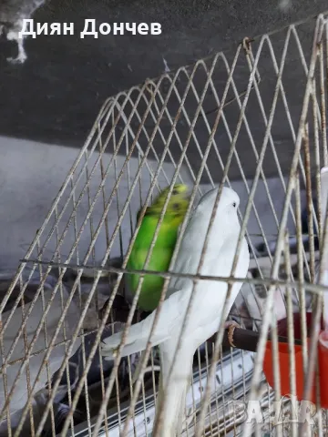 продавам вълнисти папагали,корели,гугутки, снимка 7 - Папагали - 43617880