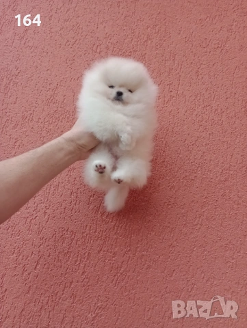 Миниатюрно мини момиченце. Померан. Реални снимки от 24.01.26 г., снимка 11 - Померан - 53209760