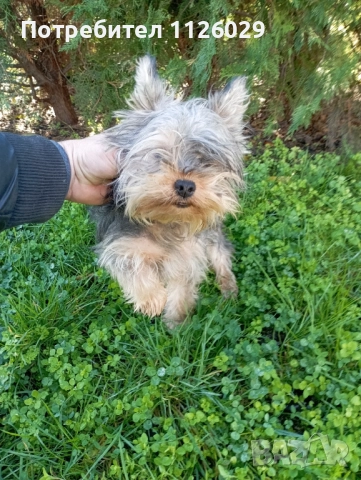 Йорки момче на 8 месеца , снимка 9 - Йоркширски териер - 52624591