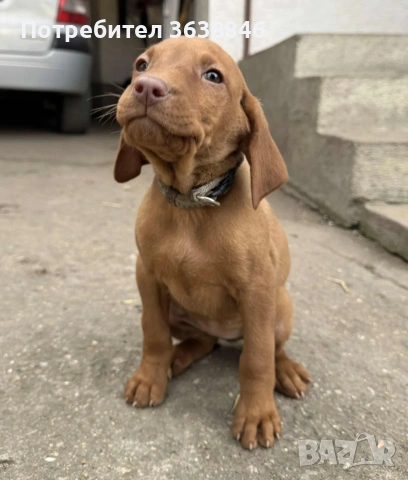 Унгарска визла