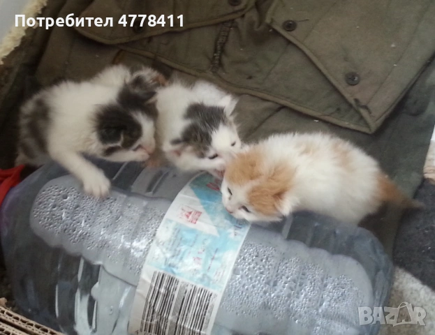 Подаряваме 4 котета сирачета, снимка 3 - Други - 53986016
