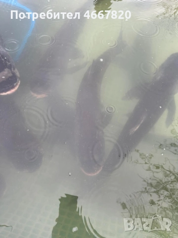 Толстолоб само на ЕДРО 3 лв/кг, снимка 3 - Други - 52642202