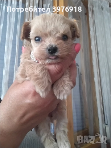 предлагам малтипу , снимка 1