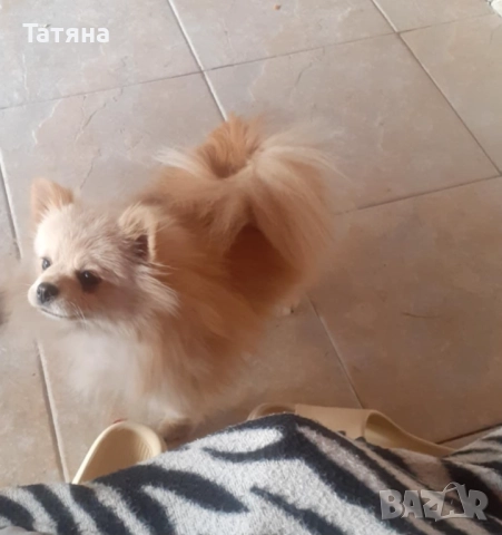 Мъжки и женски померан, снимка 10 - Померан - 52966945