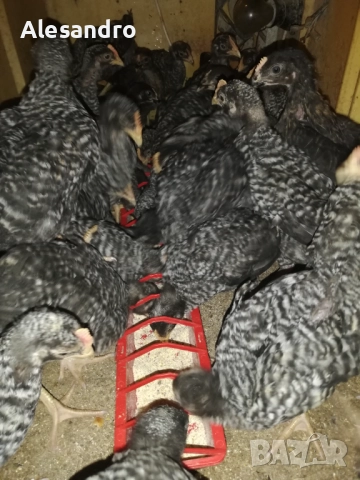 Мъжки пилета Супер Харко