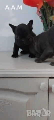 Черна  френска принцеса