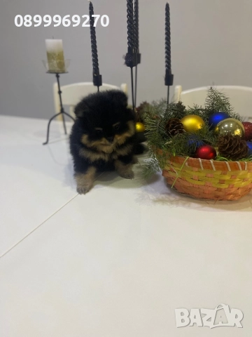 ПРОДАВАМ ПОМЕРАНЧЕТА, снимка 2 - Померан - 52582193