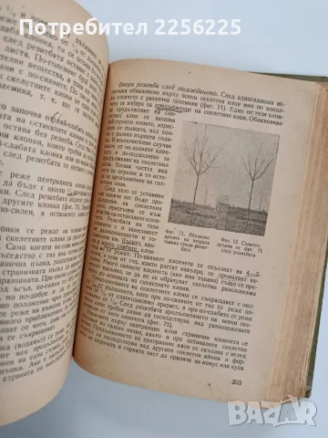 Овощарство 1955г, снимка 8 - Специализирана литература - 56271266