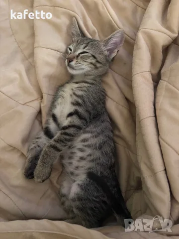 Котенце рпдено през юли