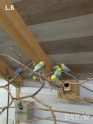 Вълнисти реийнбоу, снимка 3 - Папагали - 53054489