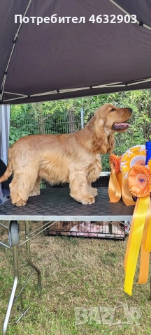 кокер шпаньол момче родословен баща , снимка 12 - Кокер шпаньол - 52776611